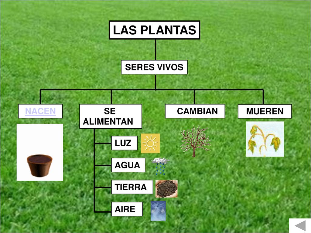 LAS PLANTAS SERES VIVOS NACEN SE ALIMENTAN CAMBIAN MUEREN LUZ AGUA