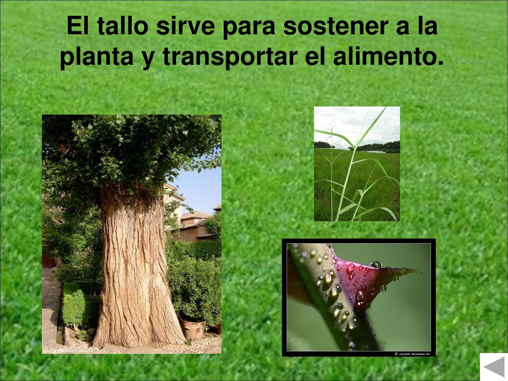 El tallo sirve para sostener a la planta y transportar el alimento.