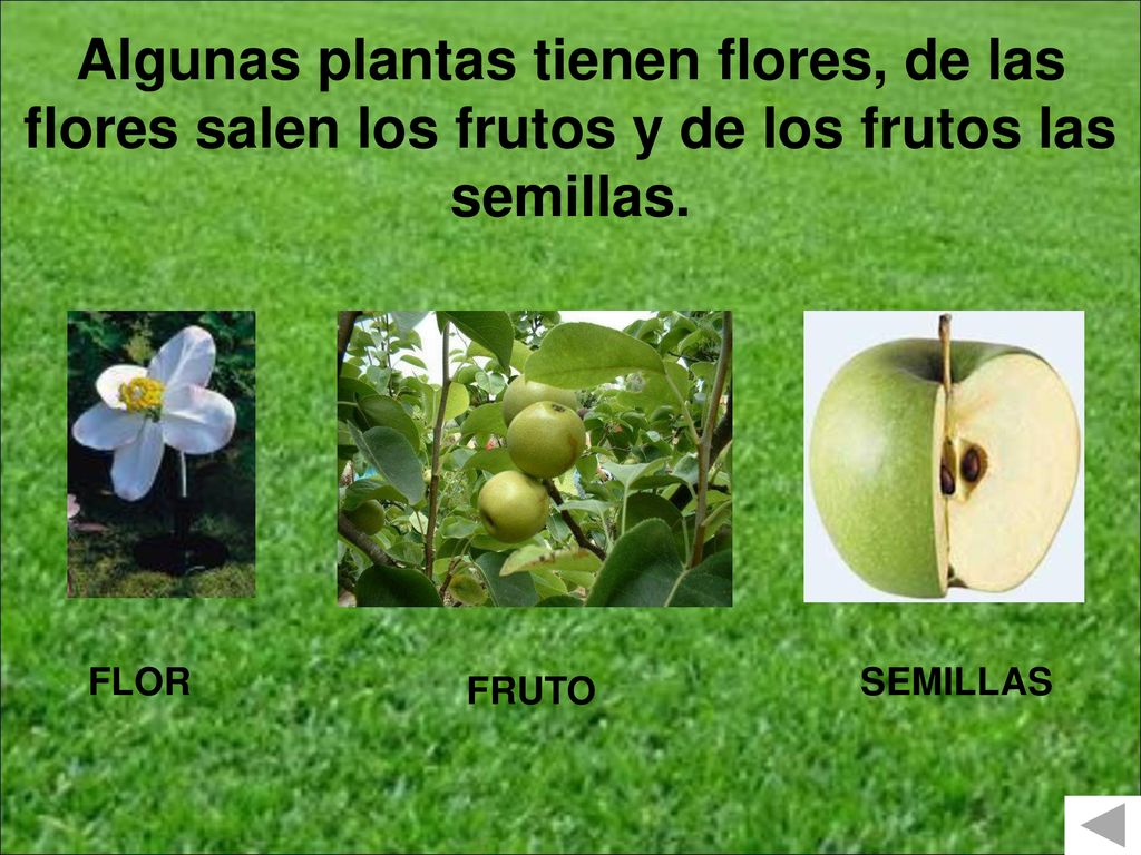 Algunas plantas tienen flores, de las flores salen los frutos y de los frutos las semillas.