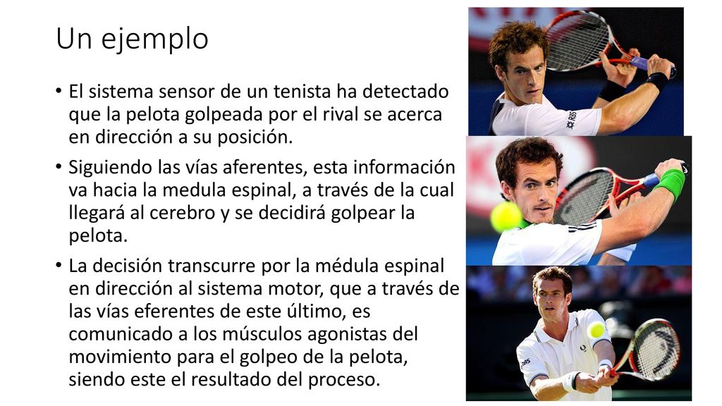 Un ejemplo El sistema sensor de un tenista ha detectado que la pelota golpeada por el rival se acerca en dirección a su posición.
