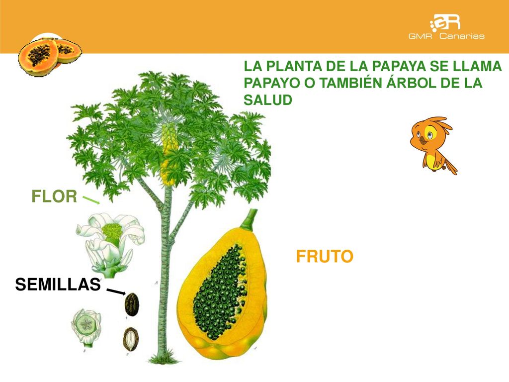 LA PLANTA DE LA PAPAYA SE LLAMA PAPAYO O TAMBIÉN ÁRBOL DE LA SALUD