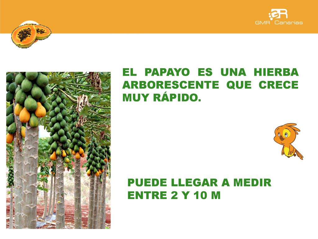 EL PAPAYO ES UNA HIERBA ARBORESCENTE QUE CRECE MUY RÁPIDO.
