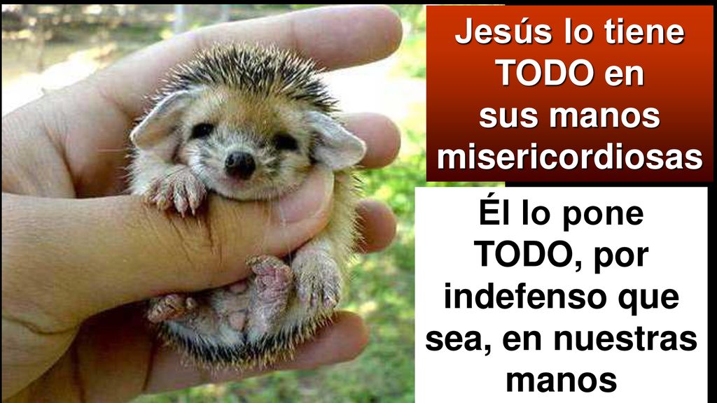 Jesús lo tiene TODO en sus manos misericordiosas
