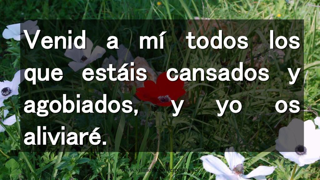 Venid a mí todos los que estáis cansados y agobiados, y yo os aliviaré.