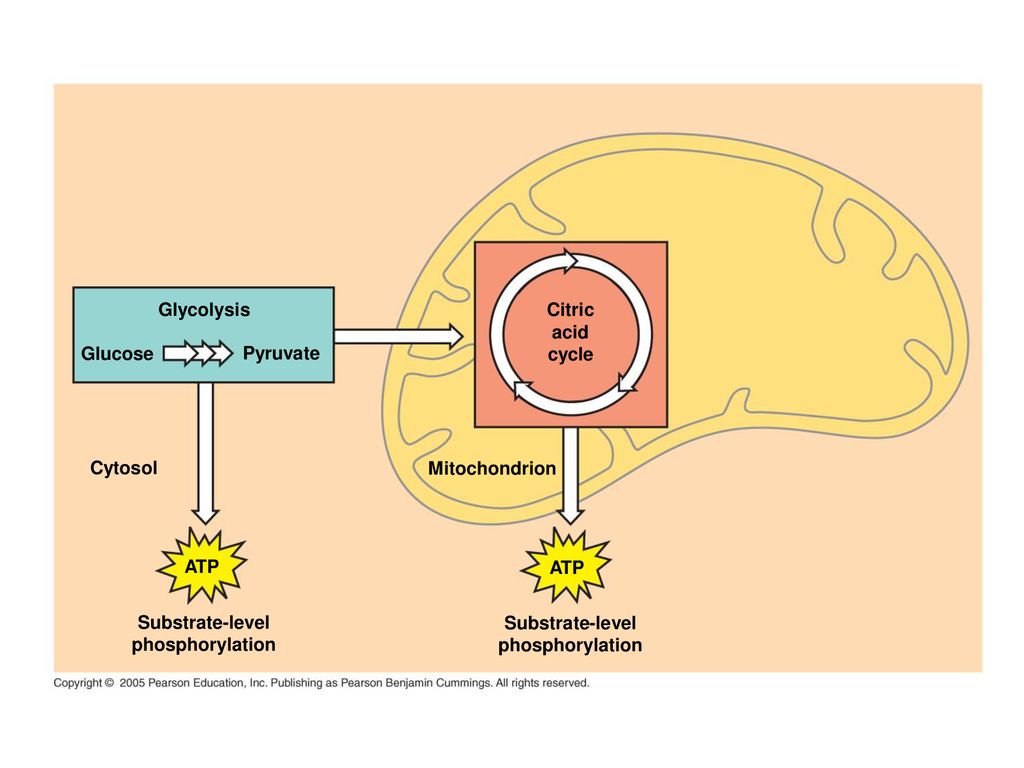 Glycolysis Citric. acid. cycle. Glucose. Pyruvate. Cytosol. Mitochondrion. ATP. ATP. Substrate-level.