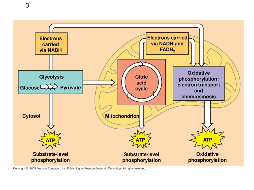 3 Electrons carried via NADH Electrons carried via NADH and FADH2