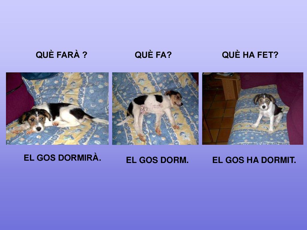 QUÈ FARÀ QUÈ FA QUÈ HA FET EL GOS DORMIRÀ. EL GOS DORM. EL GOS HA DORMIT.