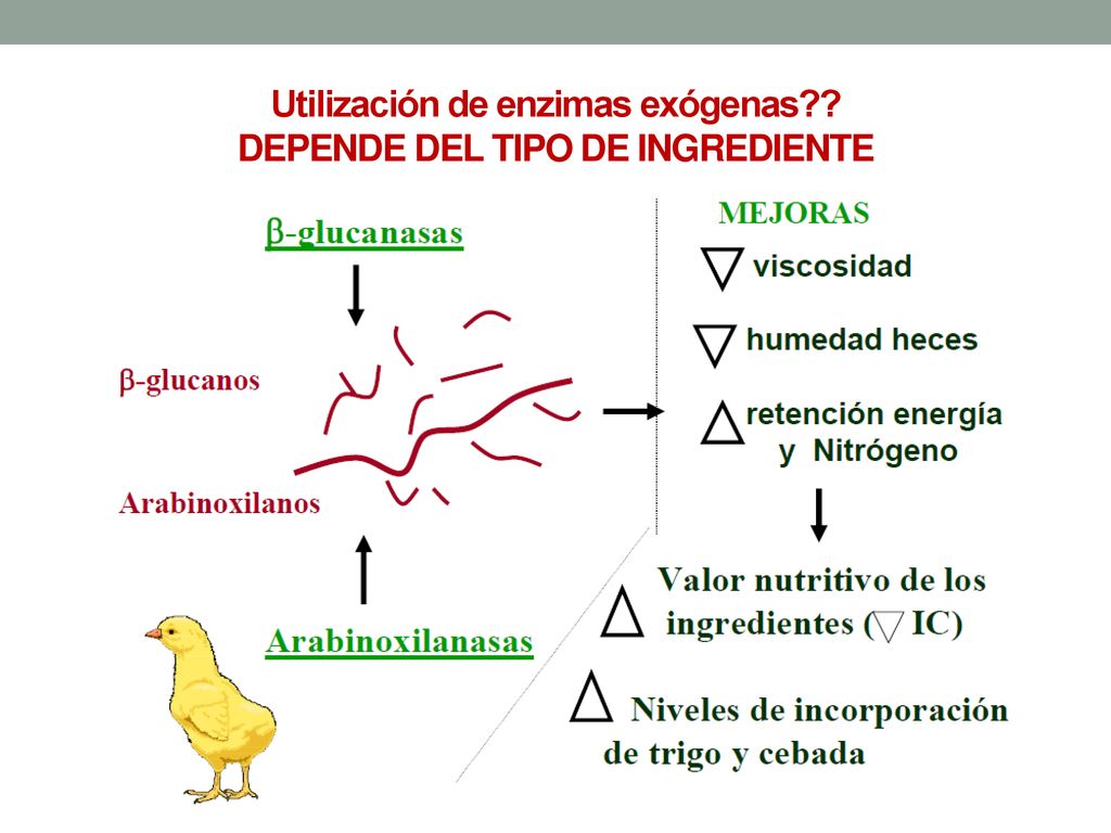 Utilización de enzimas exógenas DEPENDE DEL TIPO DE INGREDIENTE