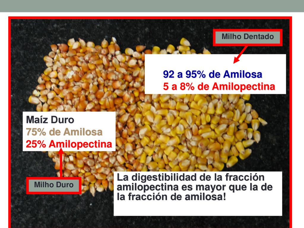 92 a 95% de Amilosa 5 a 8% de Amilopectina Maíz Duro 75% de Amilosa