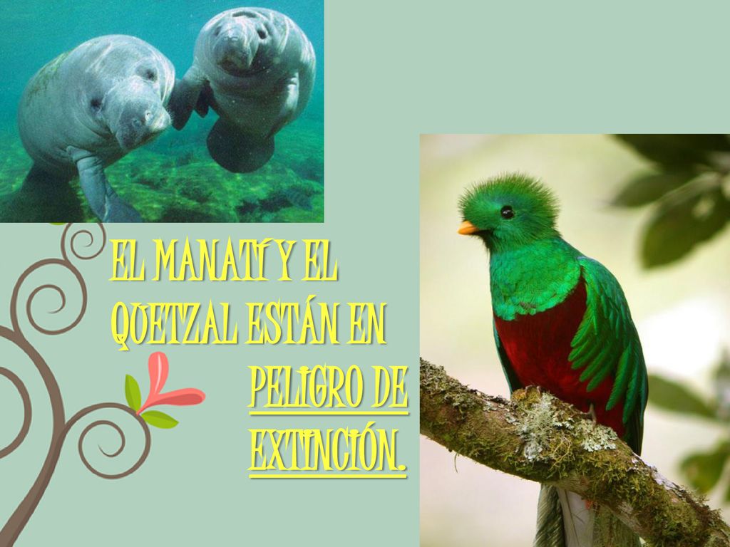 El manatí y el quetzal están en peligro de extinción.
