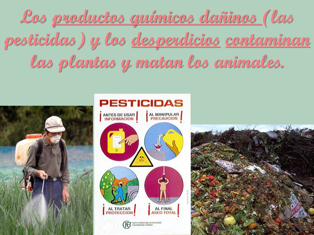 Los productos químicos dañinos (las pesticidas) y los desperdicios contaminan las plantas y matan los animales.