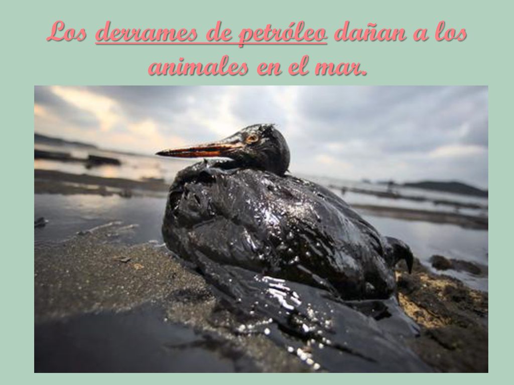 Los derrames de petróleo dañan a los animales en el mar.