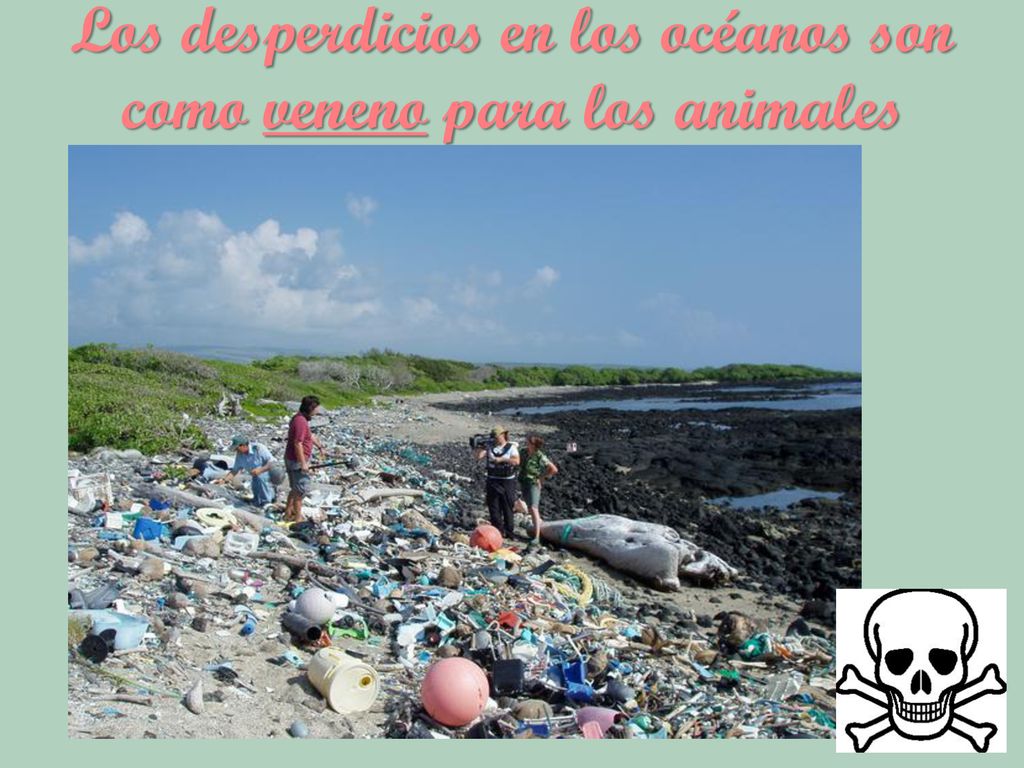 Los desperdicios en los océanos son como veneno para los animales acuáticos.