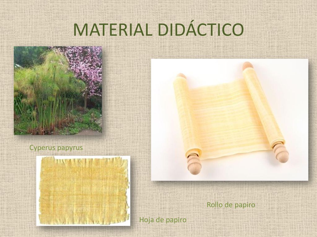 MATERIAL DIDÁCTICO Cyperus papyrus Rollo de papiro Hoja de papiro