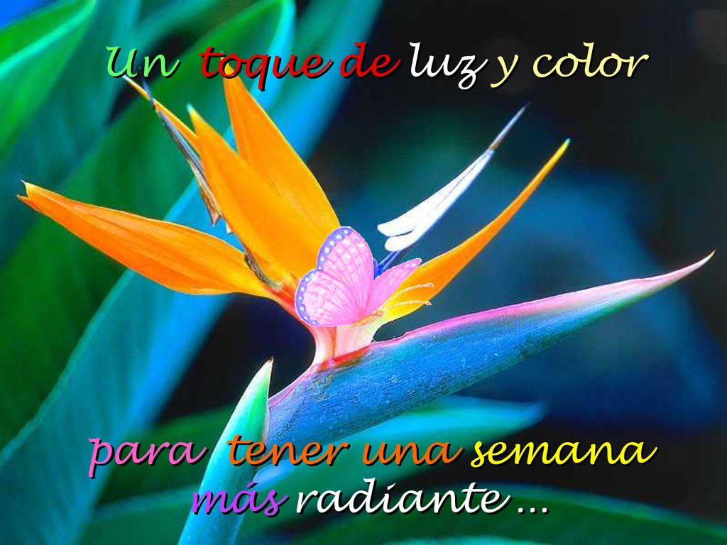 Un toque de luz y color para tener una semana más radiante ...