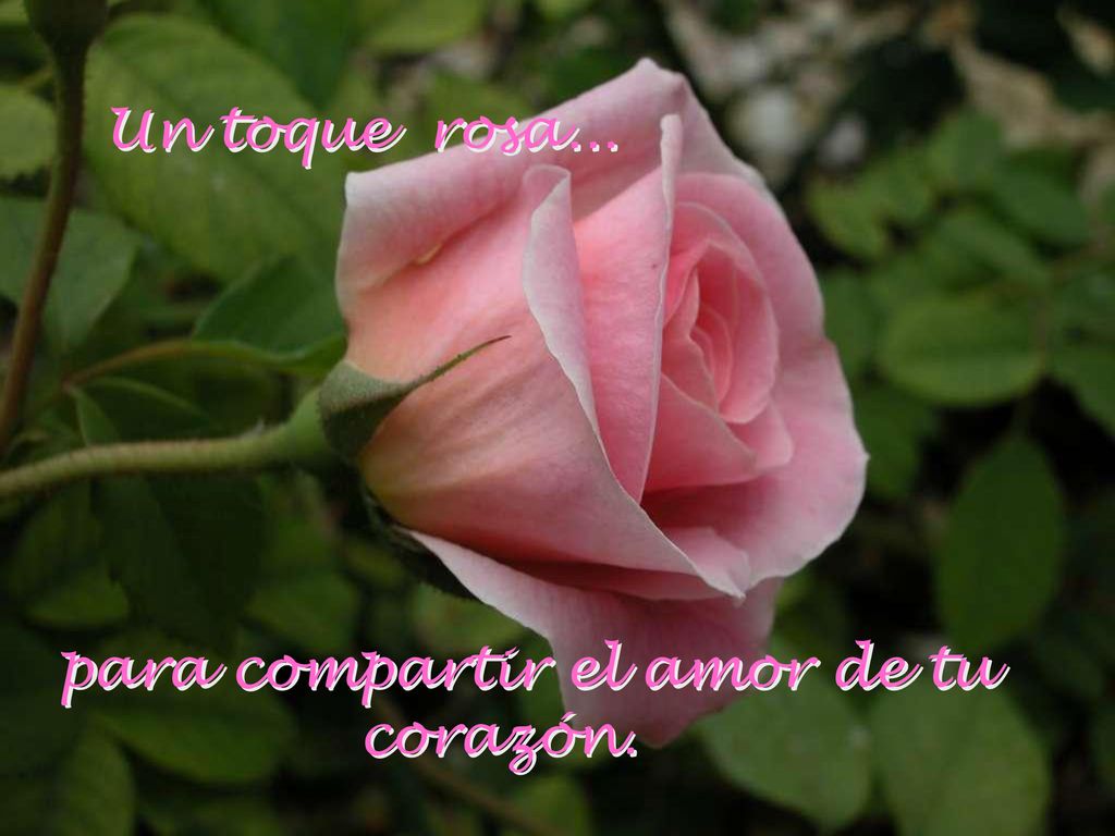 Un toque rosa... para compartir el amor de tu corazón.