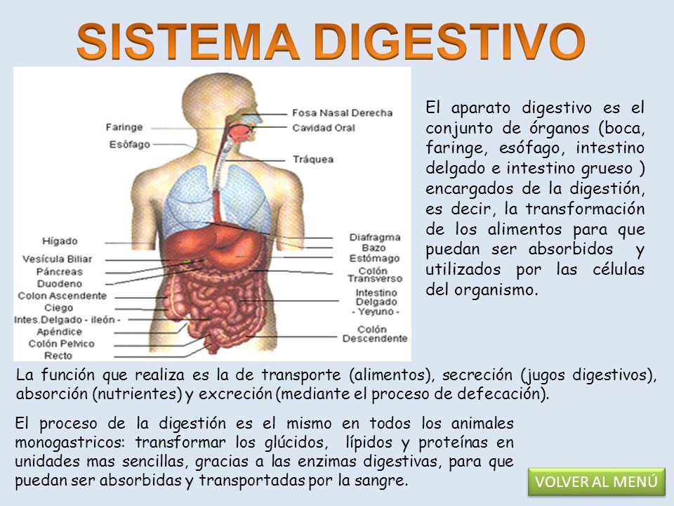 SISTEMA DIGESTIVO