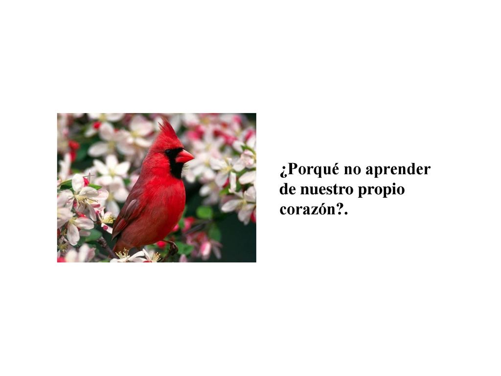¿Porqué no aprender de nuestro propio corazón .