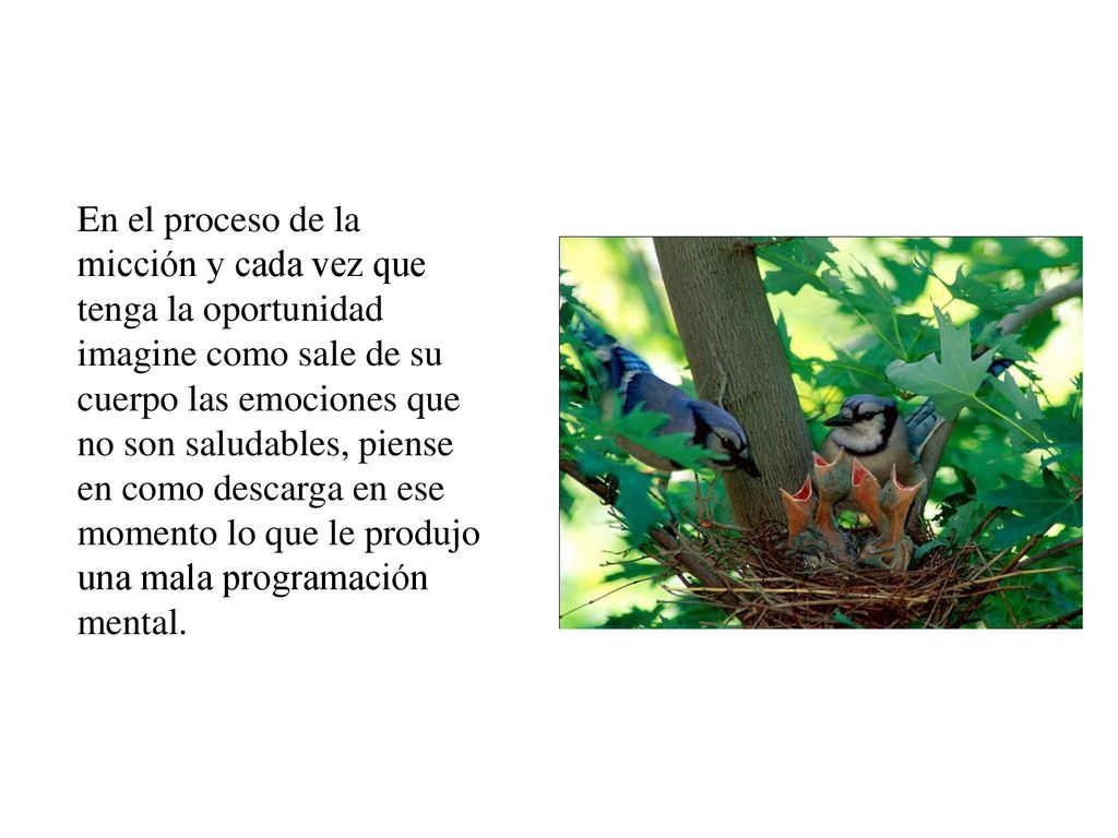 En el proceso de la micción y cada vez que tenga la oportunidad imagine como sale de su cuerpo las emociones que no son saludables, piense en como descarga en ese momento lo que le produjo una mala programación mental.
