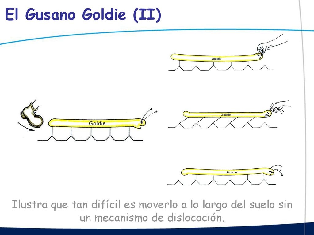 El Gusano Goldie (II) Ilustra que tan difícil es moverlo a lo largo del suelo sin un mecanismo de dislocación.