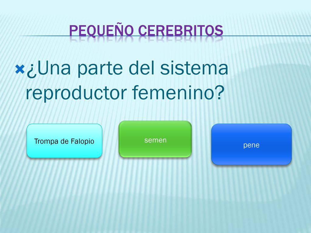 ¿Una parte del sistema reproductor femenino