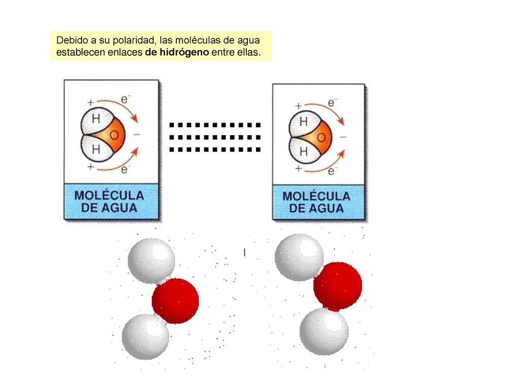 Debido a su polaridad, las moléculas de agua establecen enlaces de hidrógeno entre ellas.