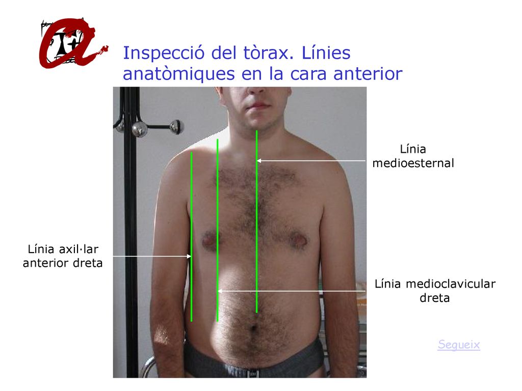 Inspecció del tòrax. Línies anatòmiques en la cara anterior