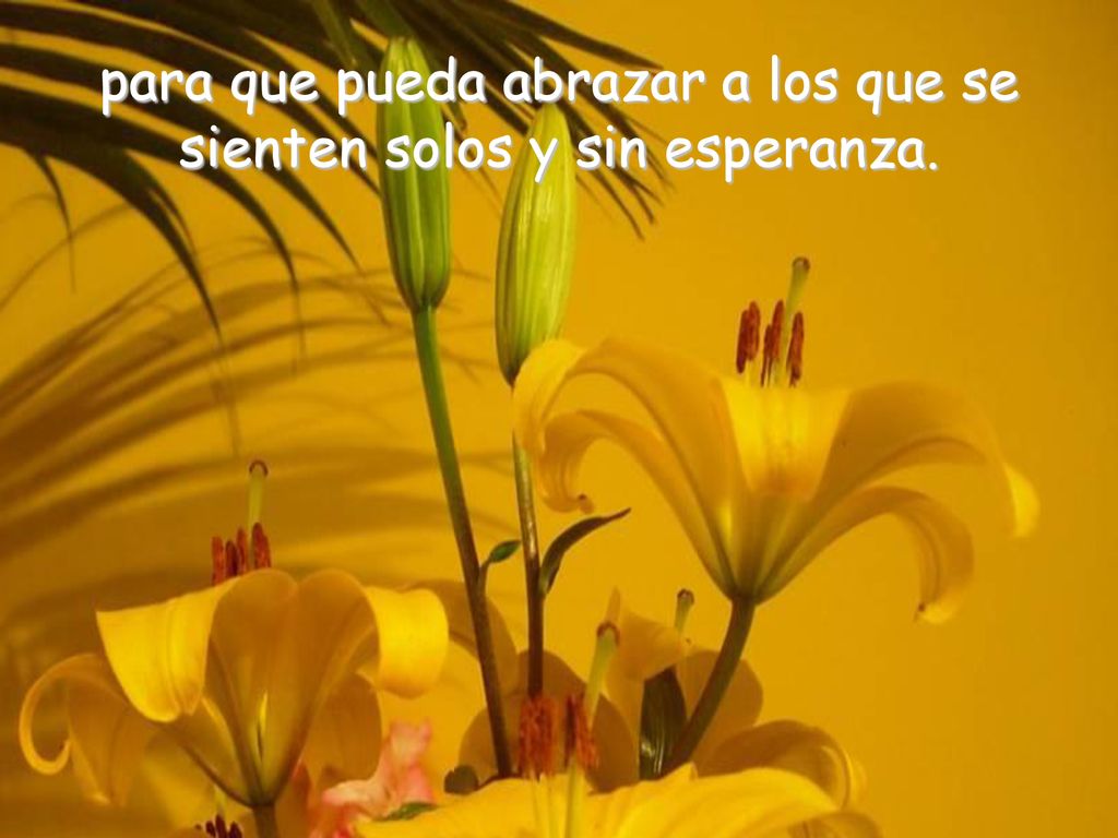 para que pueda abrazar a los que se sienten solos y sin esperanza.