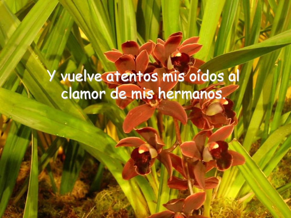 Y vuelve atentos mis oídos al clamor de mis hermanos.