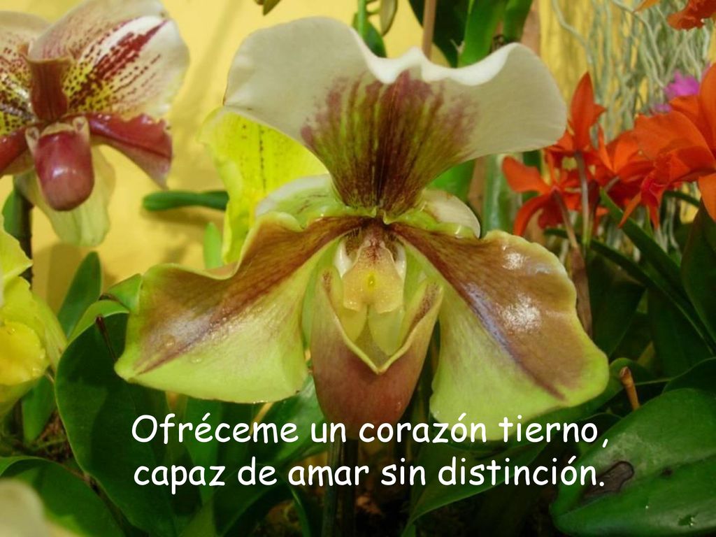 Ofréceme un corazón tierno, capaz de amar sin distinción.