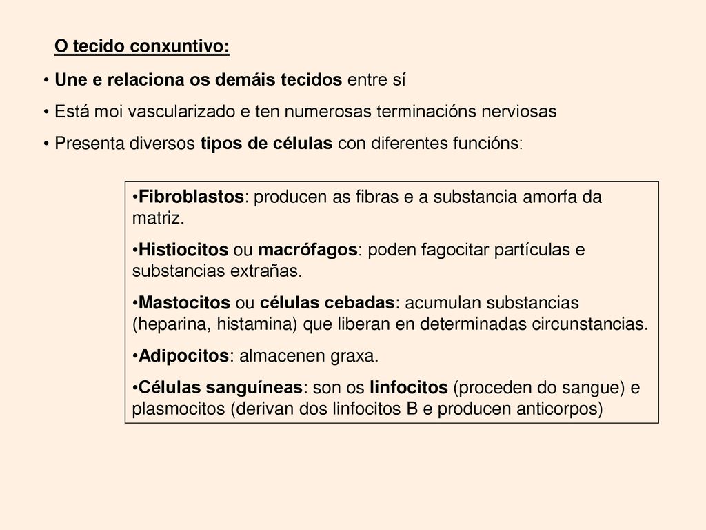 O tecido conxuntivo: Une e relaciona os demáis tecidos entre sí. Está moi vascularizado e ten numerosas terminacións nerviosas.