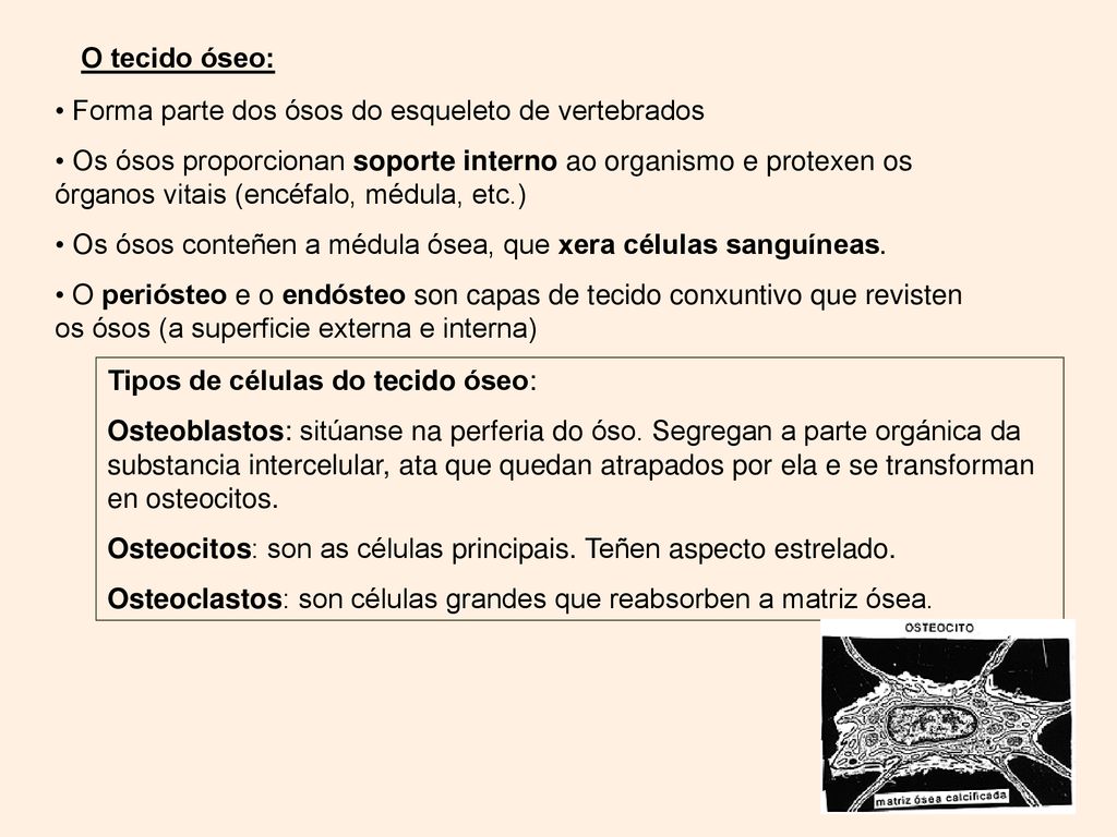 O tecido óseo: Forma parte dos ósos do esqueleto de vertebrados.