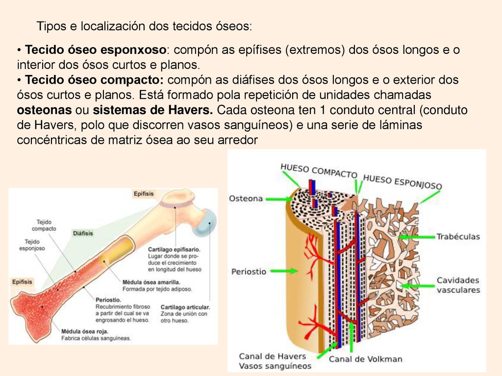 Tipos e localización dos tecidos óseos: