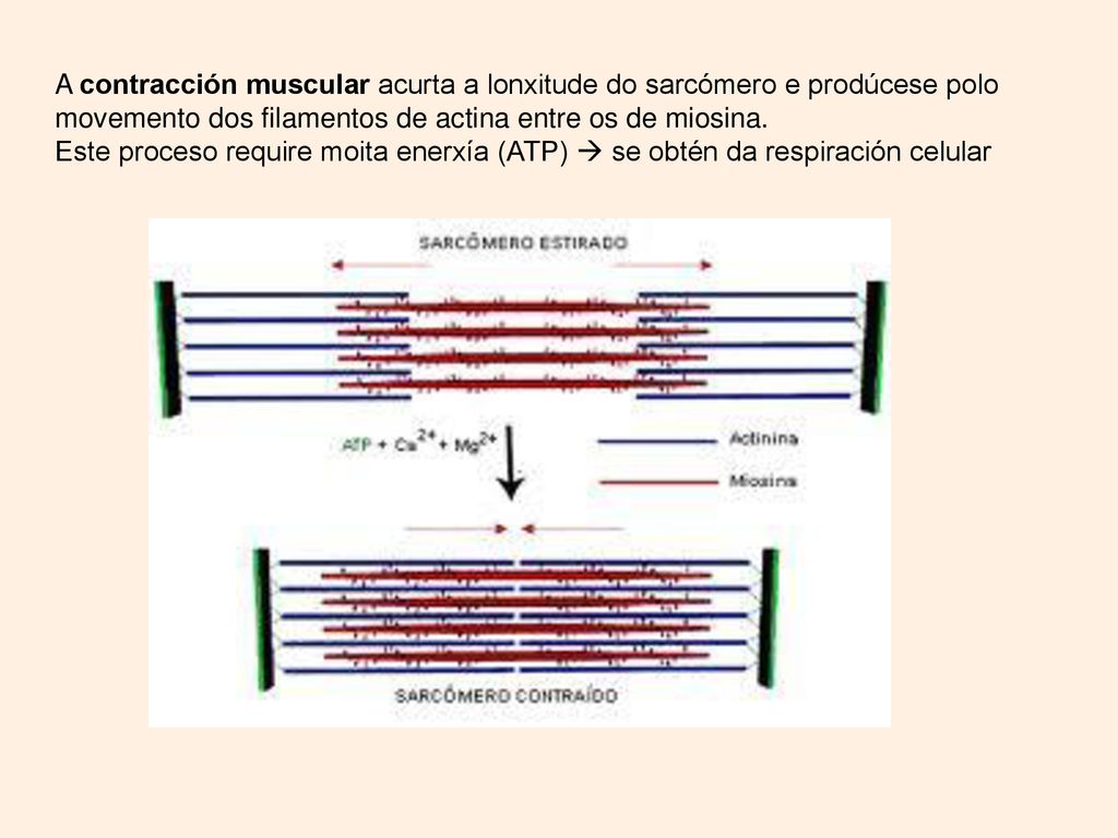 A contracción muscular acurta a lonxitude do sarcómero e prodúcese polo movemento dos filamentos de actina entre os de miosina.