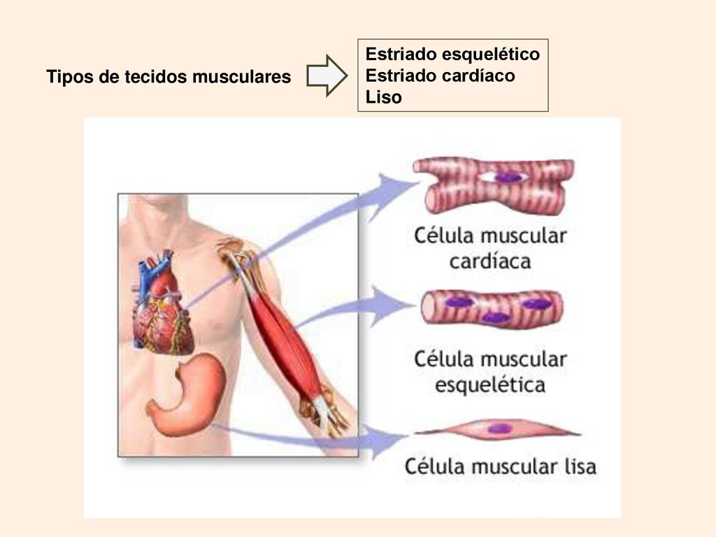 Estriado esquelético Estriado cardíaco Liso Tipos de tecidos musculares