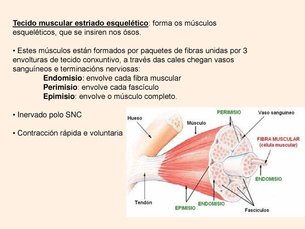Tecido muscular estriado esquelético: forma os músculos esqueléticos, que se insiren nos ósos.