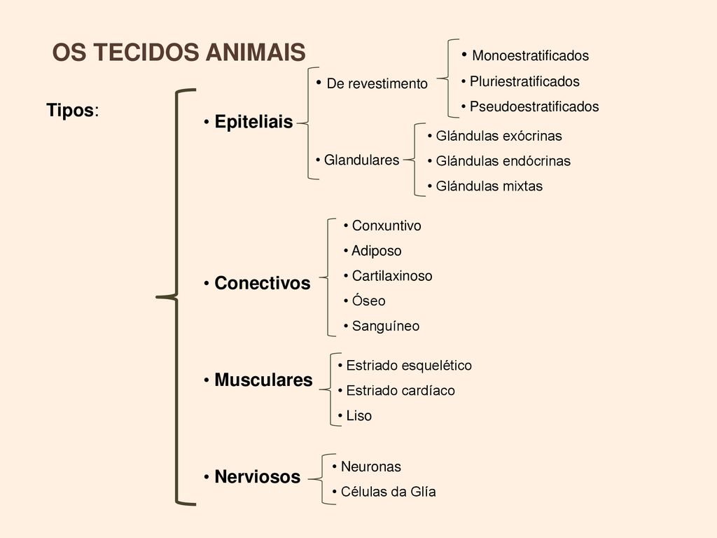 OS TECIDOS ANIMAIS Monoestratificados De revestimento Tipos: