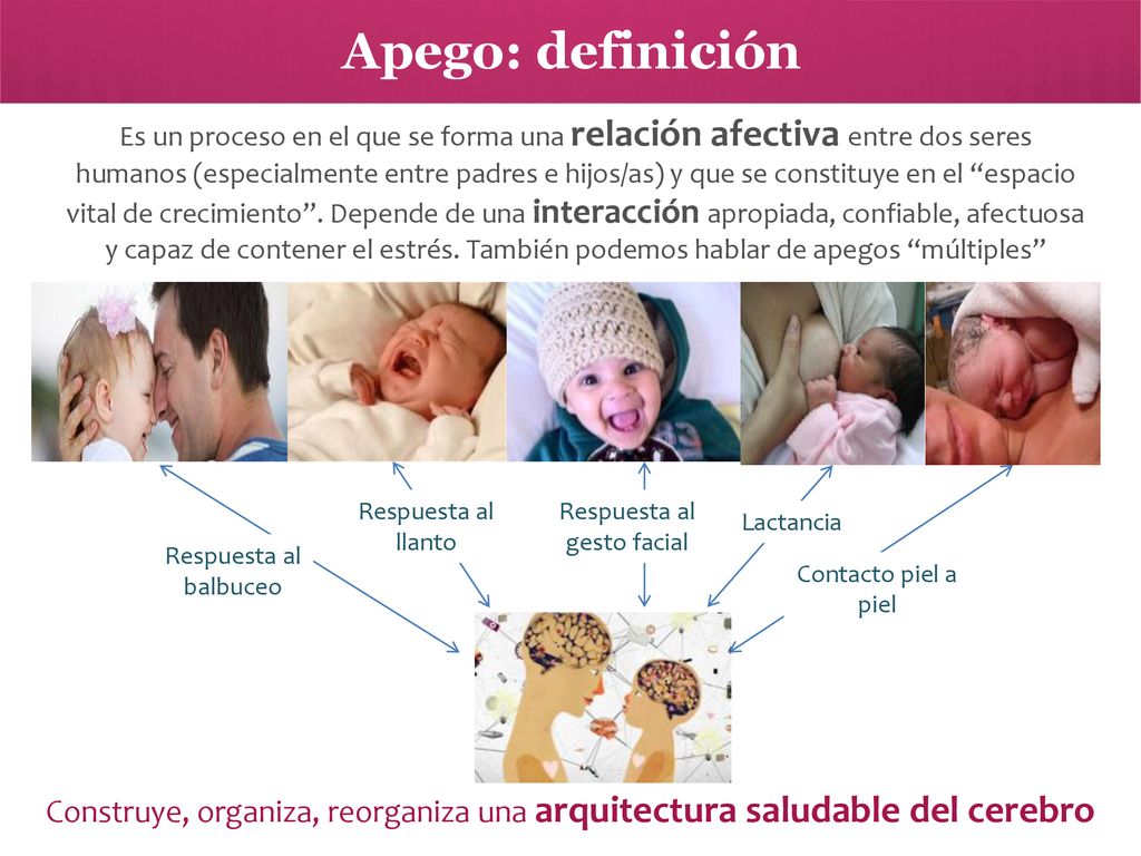 Construye, organiza, reorganiza una arquitectura saludable del cerebro