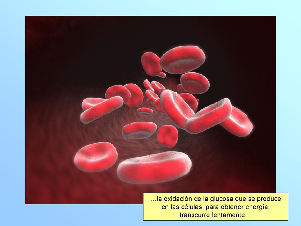 …la oxidación de la glucosa que se produce en las células, para obtener energía, transcurre lentamente…
