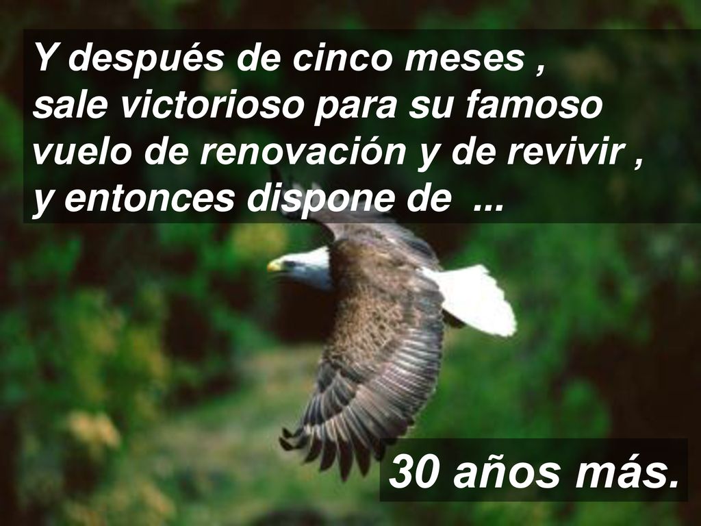 Y después de cinco meses , sale victorioso para su famoso vuelo de renovación y de revivir , y entonces dispone de ...