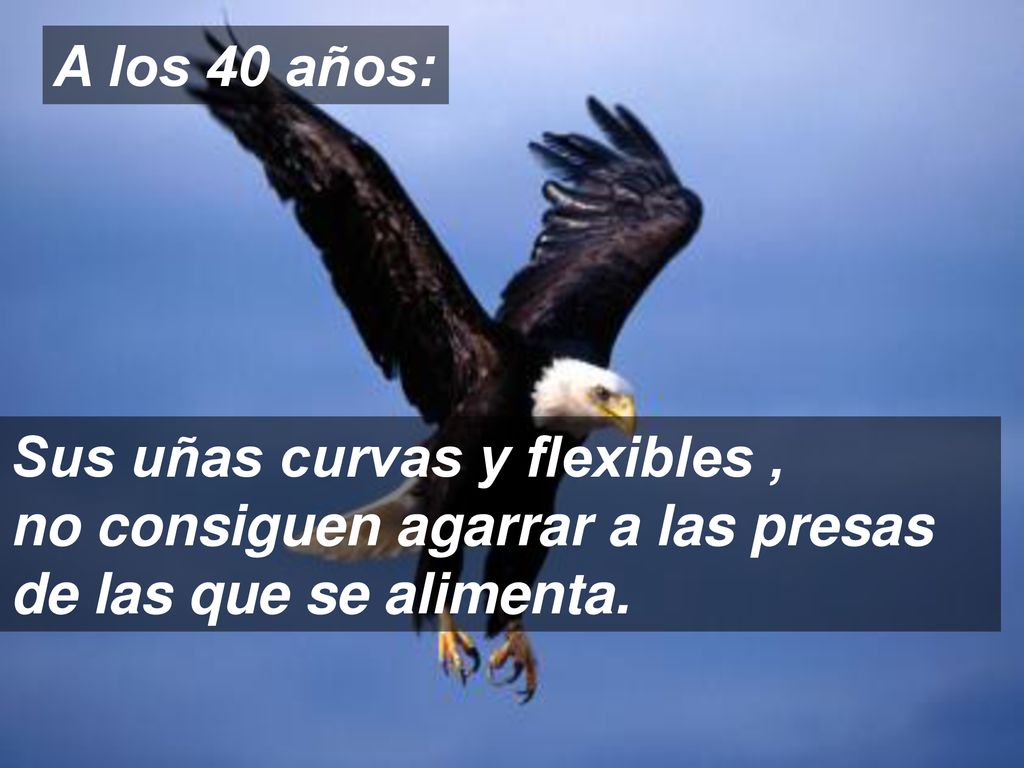 A los 40 años: Sus uñas curvas y flexibles , no consiguen agarrar a las presas de las que se alimenta.