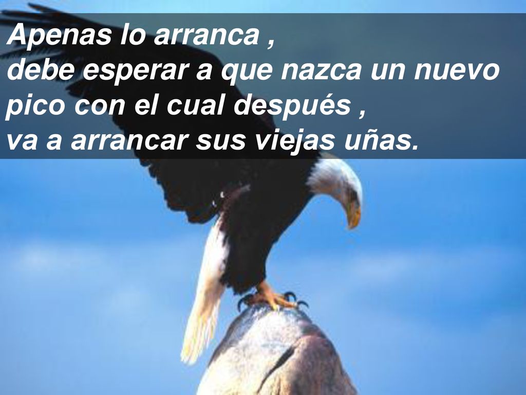 Apenas lo arranca , debe esperar a que nazca un nuevo pico con el cual después , va a arrancar sus viejas uñas.
