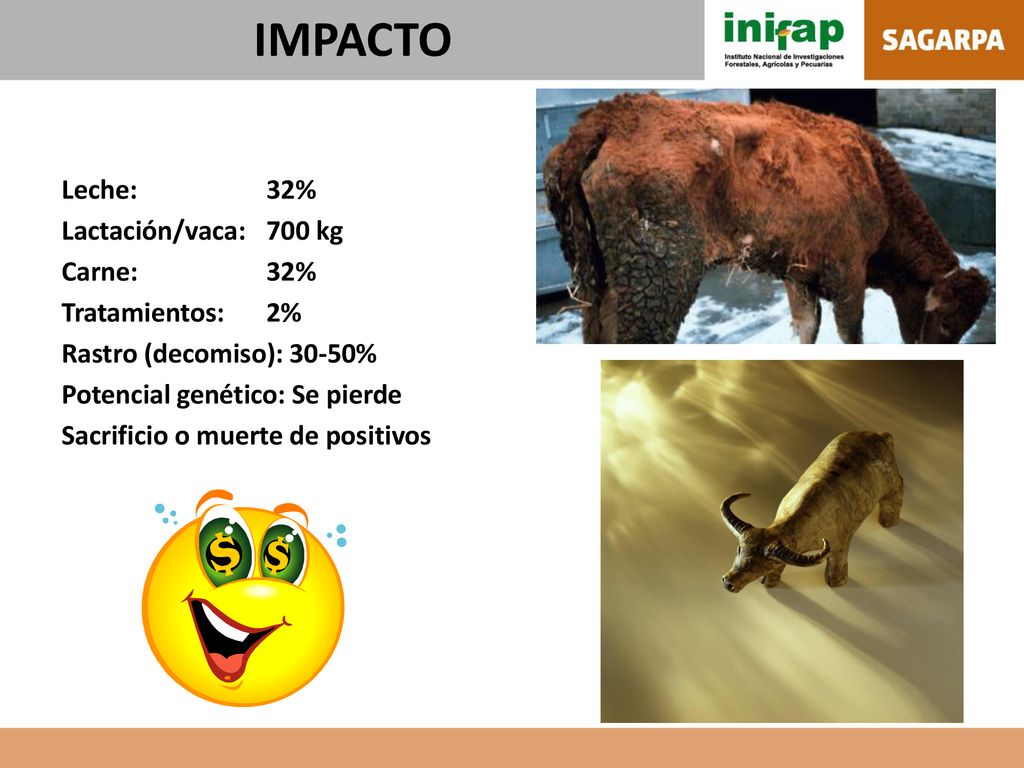 IMPACTO Leche: 32% Lactación/vaca: 700 kg Carne: 32% Tratamientos: 2%