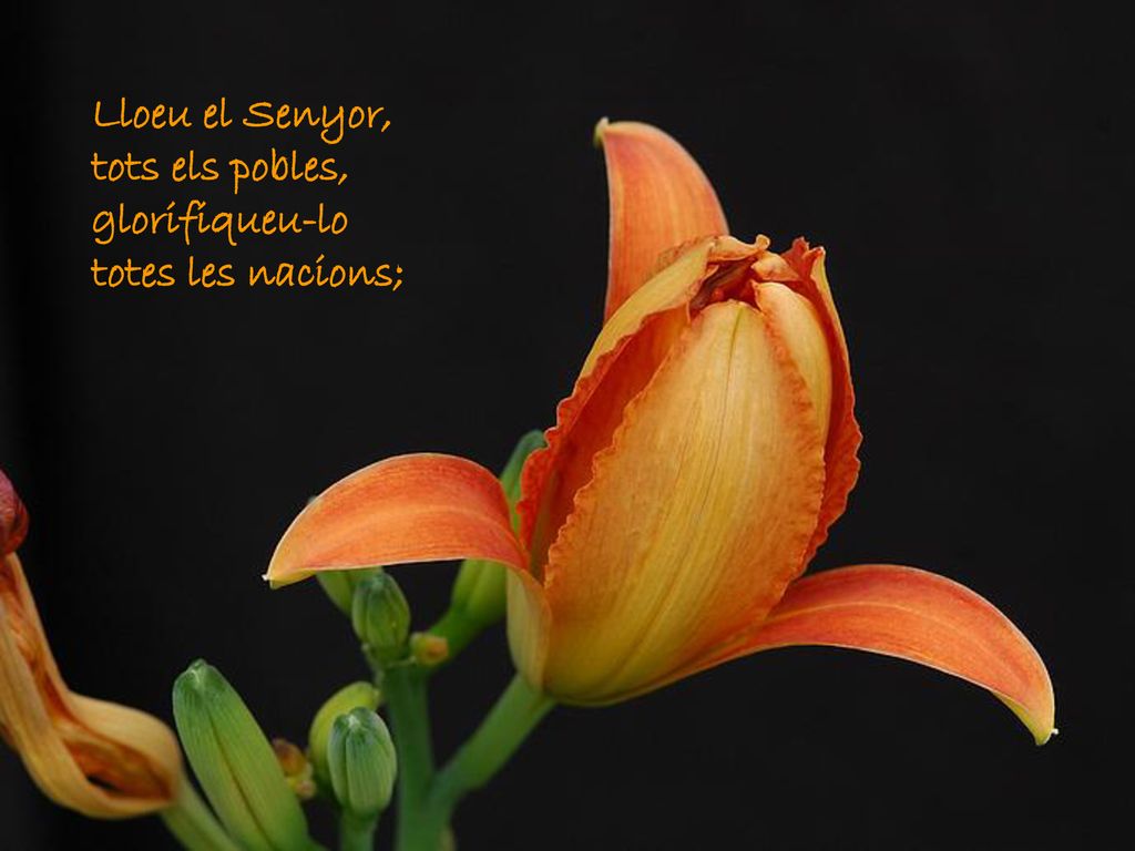 Lloeu el Senyor, tots els pobles, glorifiqueu-lo totes les nacions;