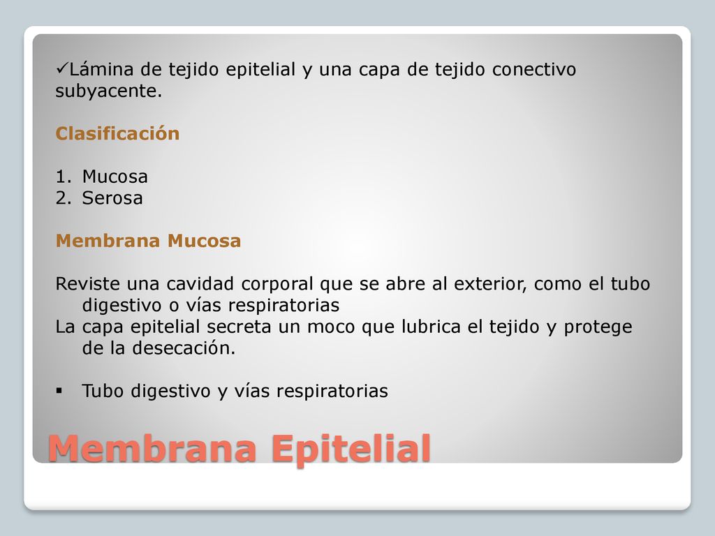 Lámina de tejido epitelial y una capa de tejido conectivo subyacente.