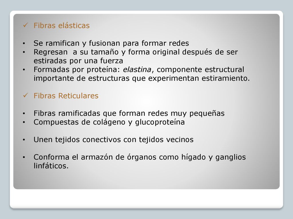 Fibras elásticas Se ramifican y fusionan para formar redes. Regresan a su tamaño y forma original después de ser estiradas por una fuerza.