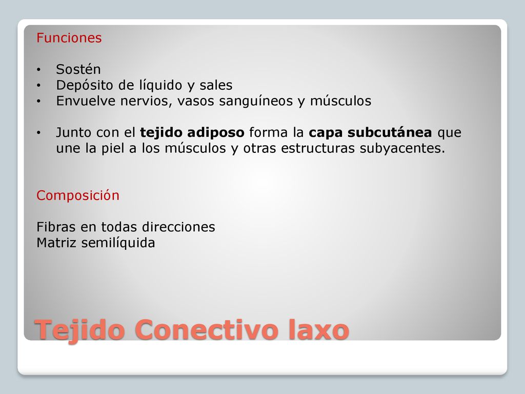 Tejido Conectivo laxo Funciones Sostén Depósito de líquido y sales
