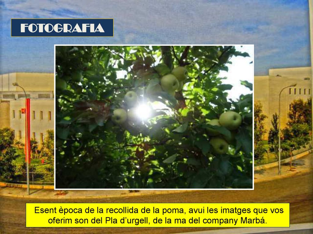 FOTOGRAFIA Esent època de la recollida de la poma, avui les imatges que vos oferim son del Pla d’urgell, de la ma del company Marbá.