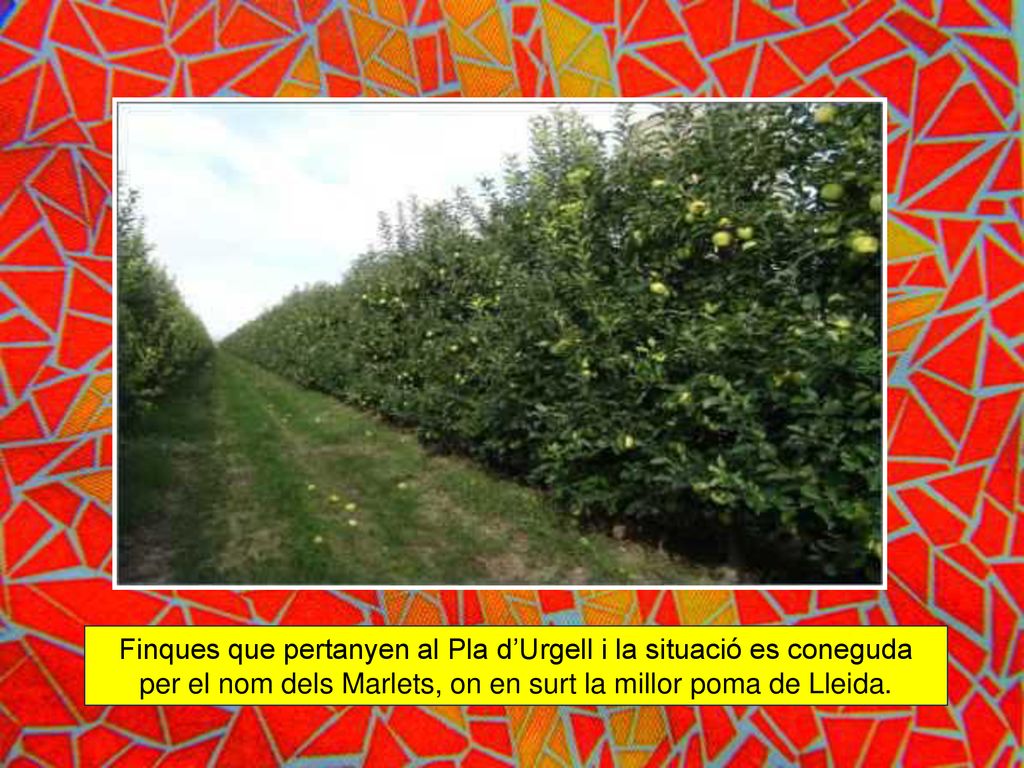 Finques que pertanyen al Pla d’Urgell i la situació es coneguda per el nom dels Marlets, on en surt la millor poma de Lleida.