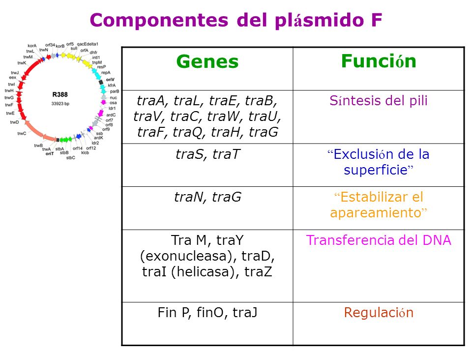 Componentes del plásmido F